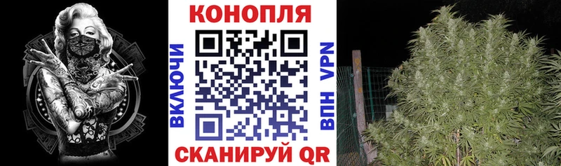 Канабис планчик Гвардейск
